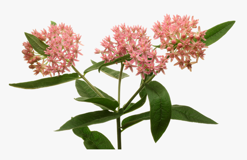 Hd General Information - Hollow Joe Pye Weed, HD Png Download