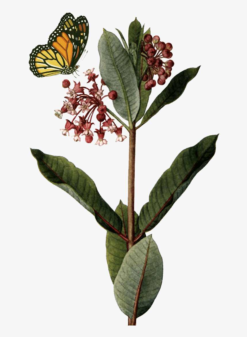 Common Milkweed Transparent Background, HD Png Download