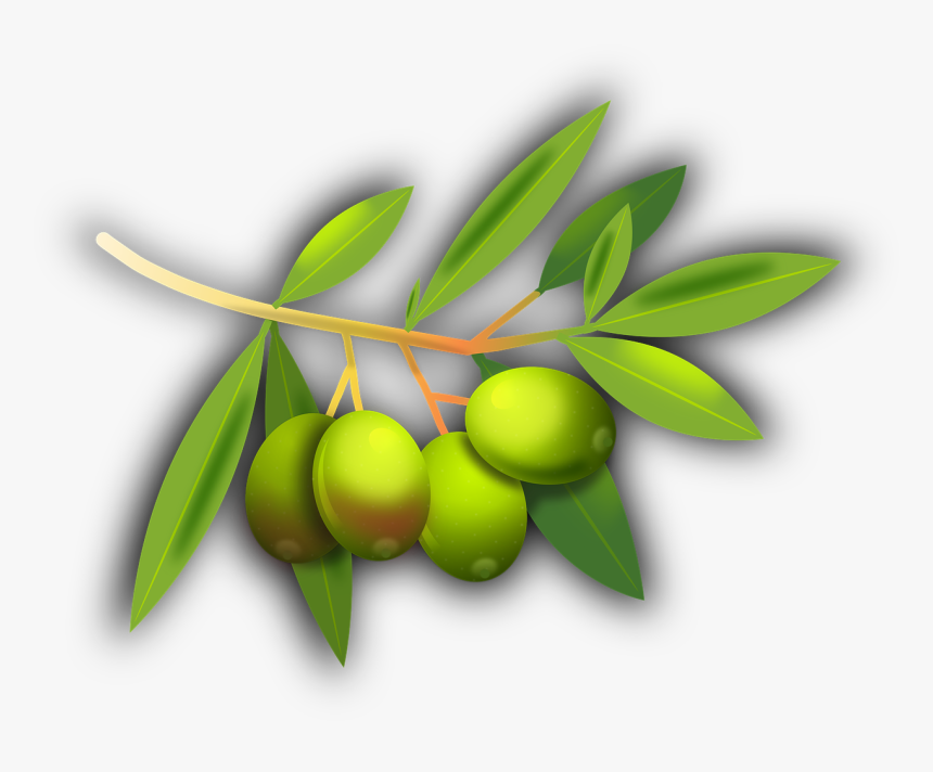 Olive Fruit Transparent, HD Png Download
