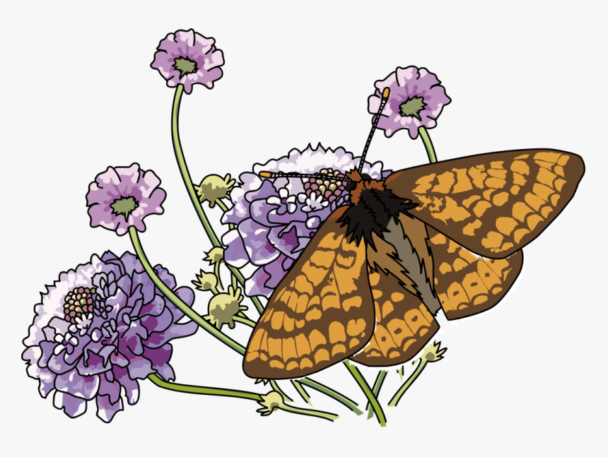Marsh Fritillary, HD Png Download