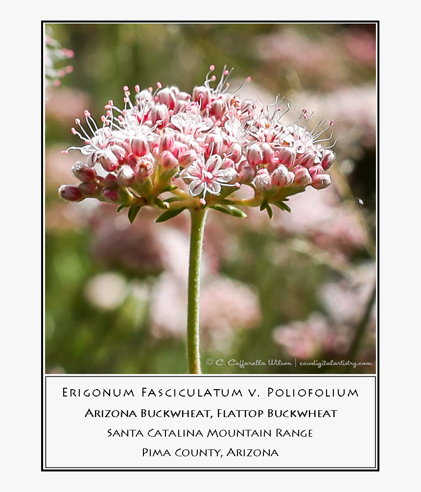 Swft01 - Brittlebush Swft02 - Buckwheat - Milkweed - Milkweed, HD Png Download