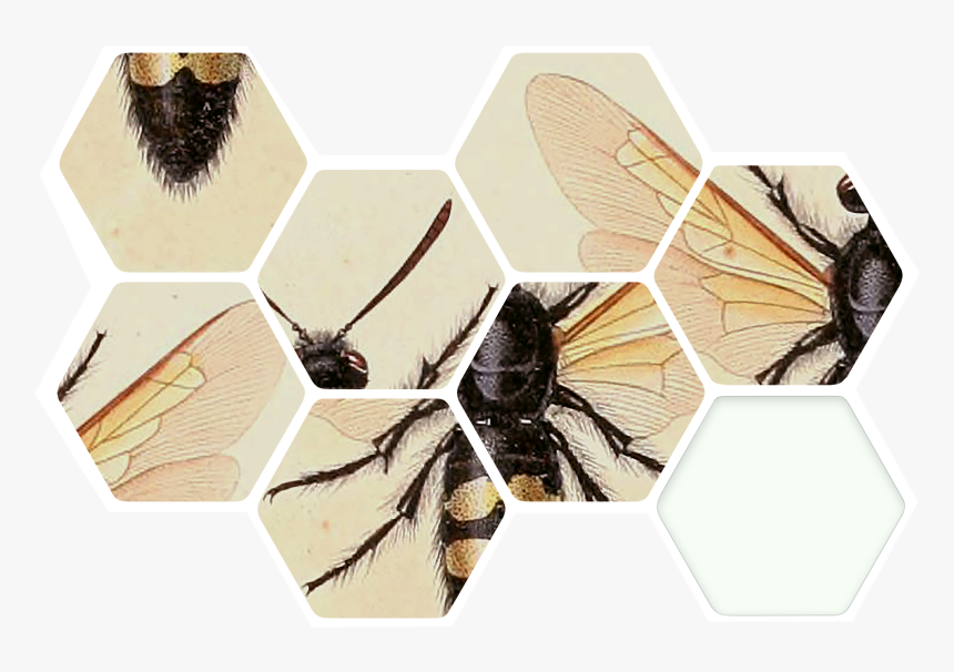 How Are The Bees, HD Png Download