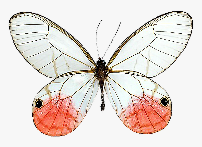 Glasswing Butterfly Cithaerias Milkweed Butterflies - Pink Tipped Satyr Butterfly, HD Png Download