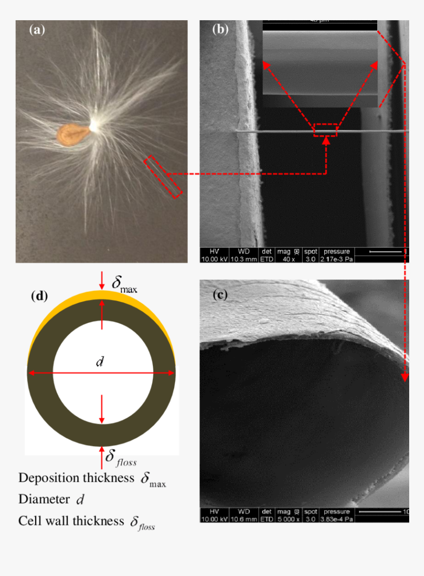 Medical Imaging, HD Png Download