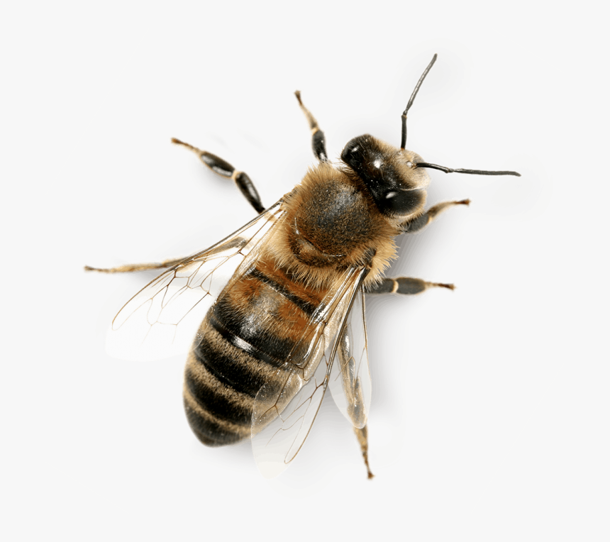 Transparent Background Honey Bee Png, Png Download