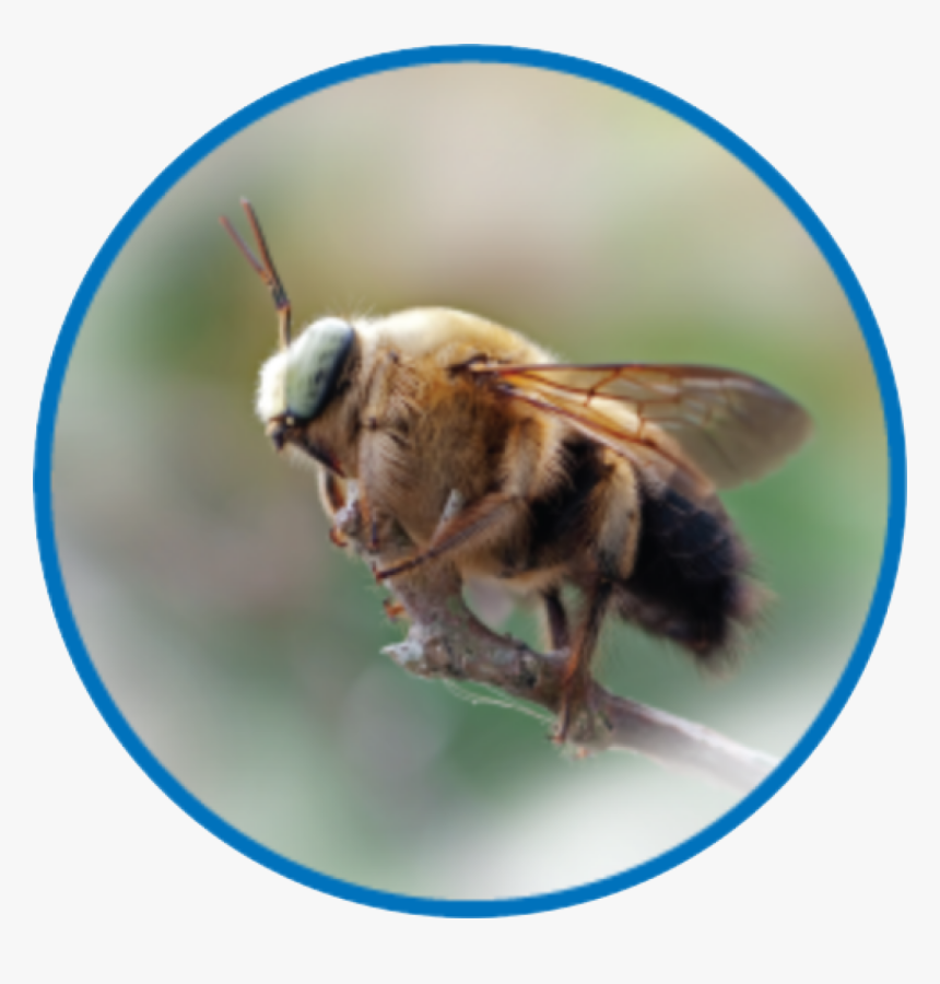 Net-winged Insects, HD Png Download