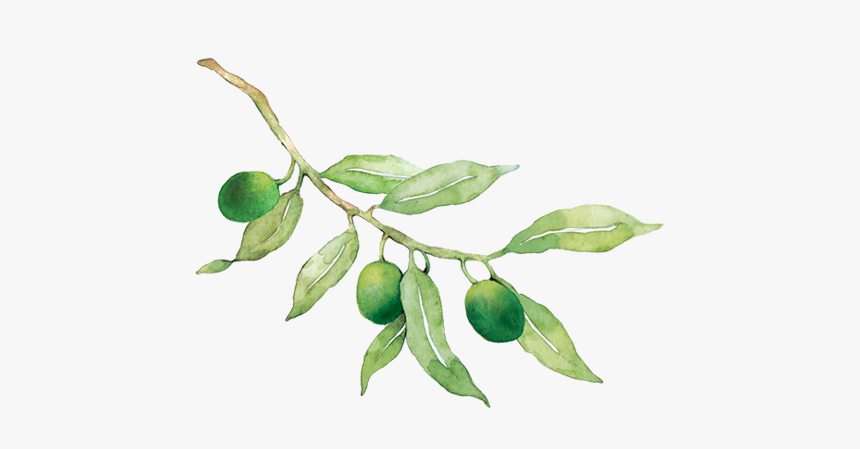 Russian Olive, HD Png Download