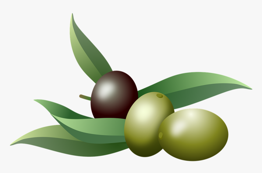 Olives, Oil, Fruits, Olive Tree, Branch, Nature, Plants - Olive, HD Png Download