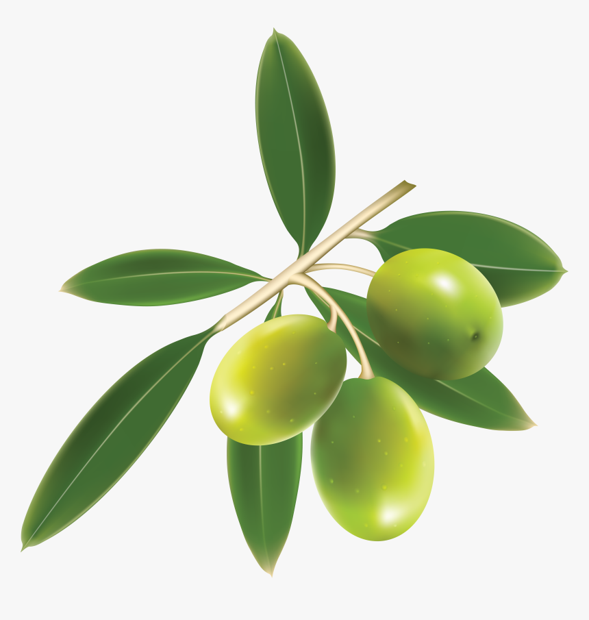 Green Olives Trio Transparent Png - Olive Clipart, Png Download