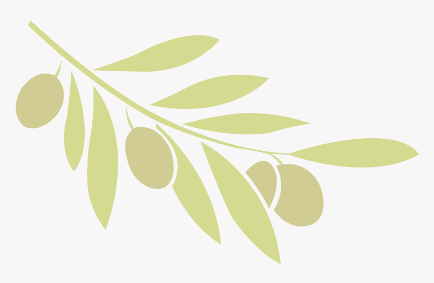 Ulivo Png, Transparent Png