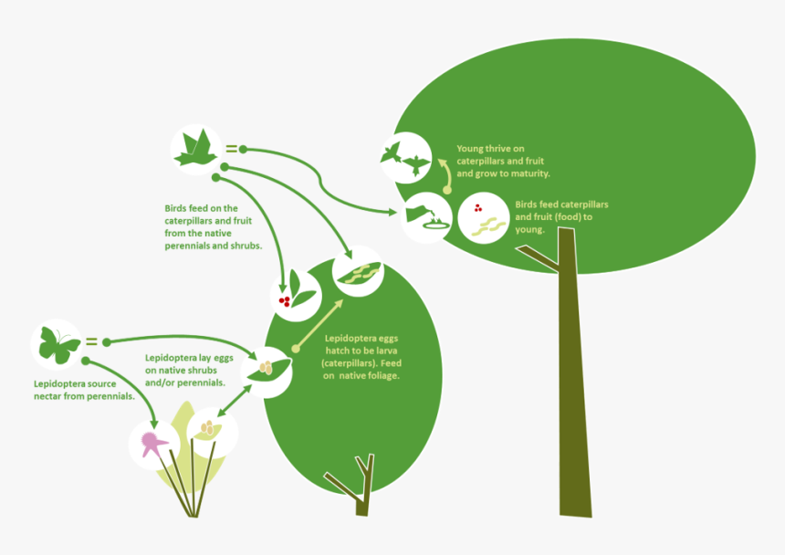 Illustration, HD Png Download