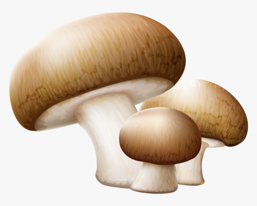Drawing Shrooms Shiitake Mushroom - Transparent Background Mushroom Clip Art, HD Png Download