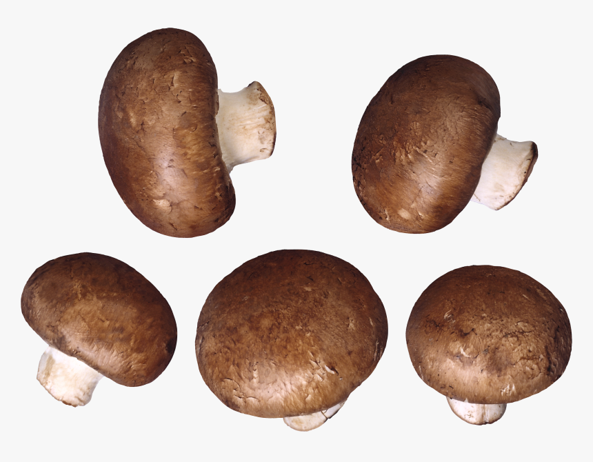 Mushroom,champignon Mushroom,pleurotus Mushroom,russula - Png Image Of Mushroom, Transparent Png