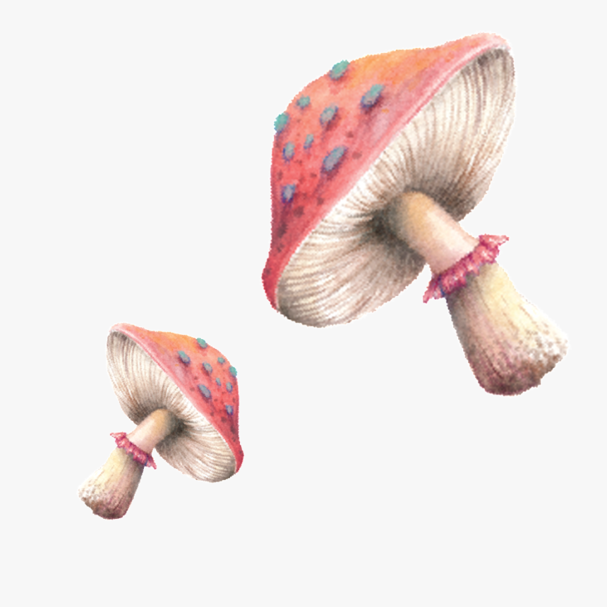 Transparent Lovers Png - Mushrooms Painting Png, Png Download