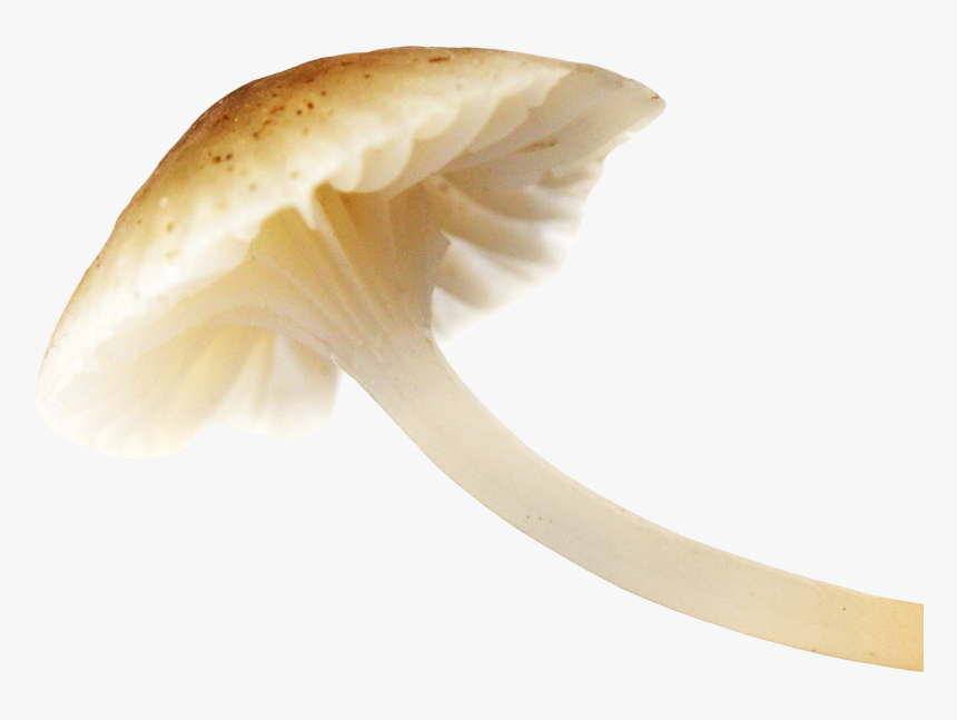 Mushroom Png Image - Mushroom Png, Transparent Png