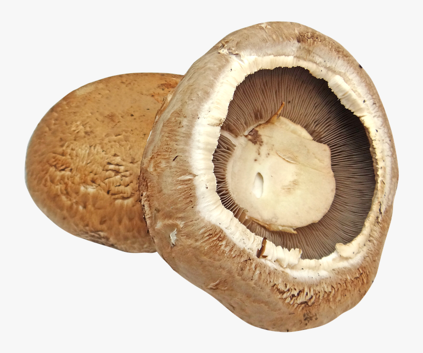 Portobello - Portobello Mushroom Transparent Background, HD Png Download