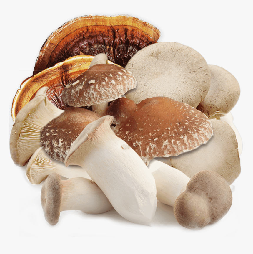 تولید قارچ گانودرما در ایران - Shiitake Png, Transparent Png