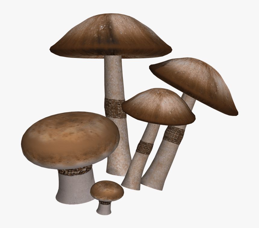 Mushrooms Collection - Imagenes De Setas Png, Transparent Png