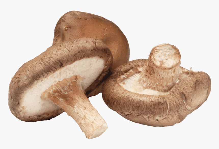 Shiitake Mushroom, HD Png Download