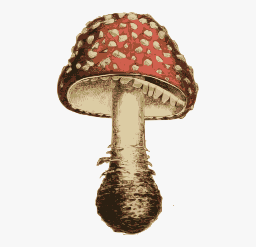 Transparent Shiitake Mushroom Png - Agaric, Png Download