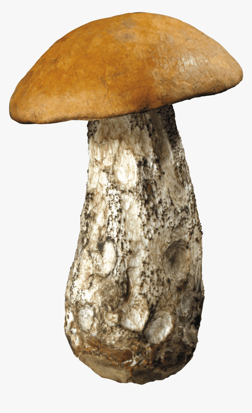 Large Forest Mushroom - Forest Mushrooms Png, Transparent Png