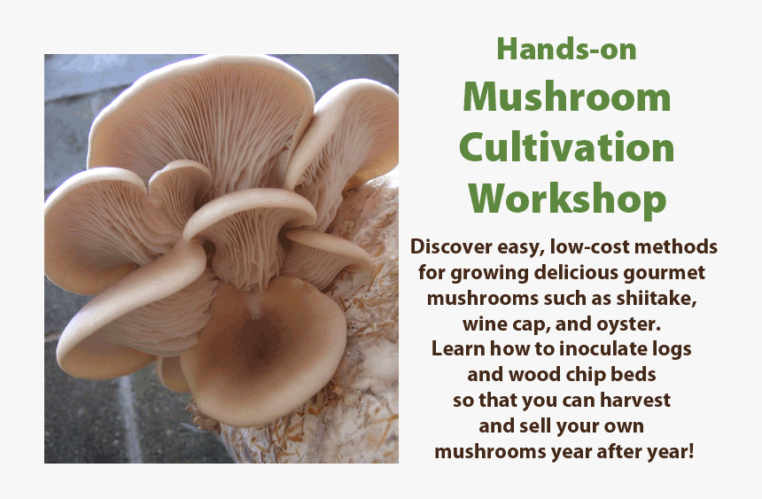 Hands On Mushroom Cultivation Workshop - Oyster Mushroom, HD Png Download