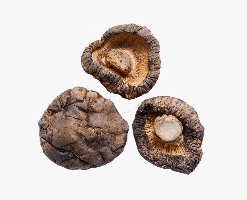 Shiitake, HD Png Download