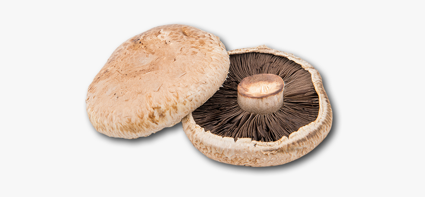 Russula Integra, HD Png Download