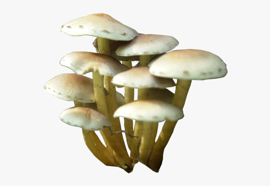 Mushroom Clip Art - Mushroom Png, Transparent Png