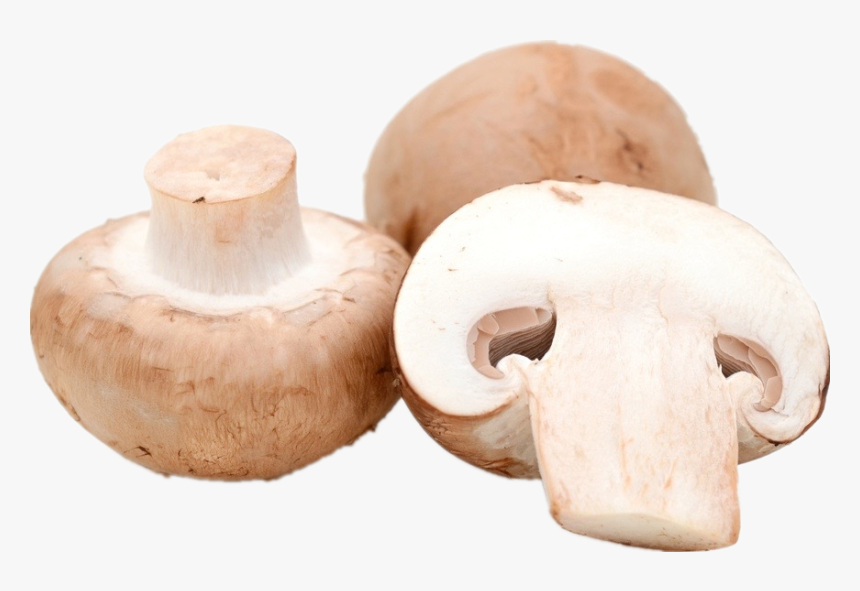 Common Mushroom, HD Png Download