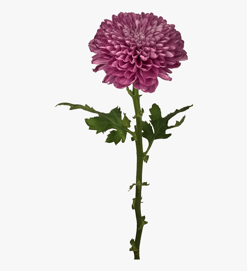 Transparent Lorax Trees Png - Dusty Pink Disbud, Png Download