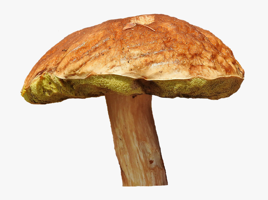 Mushroom, Tube Mushroom, Brown Cap, Forest Mushroom - Grzyb Png, Transparent Png