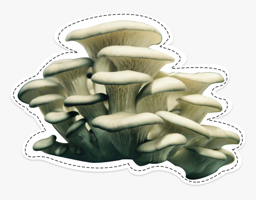 Oyster Mushroom, The Surprising - Oyster Mushroom Transparent, HD Png Download