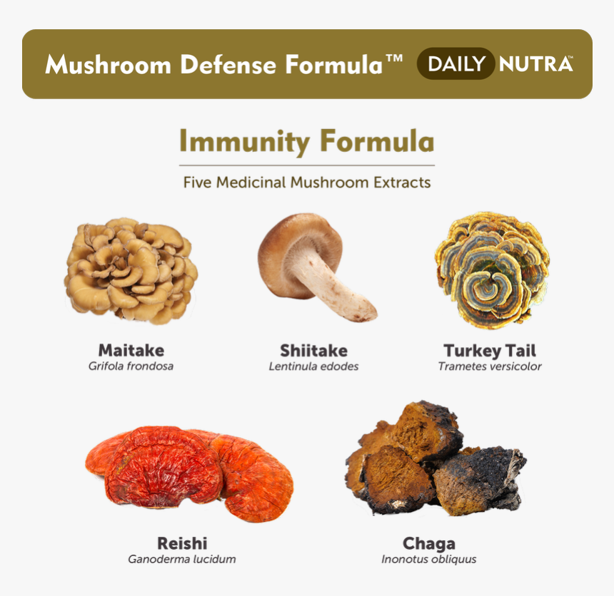 Name Of Medicinal Mushroom, HD Png Download