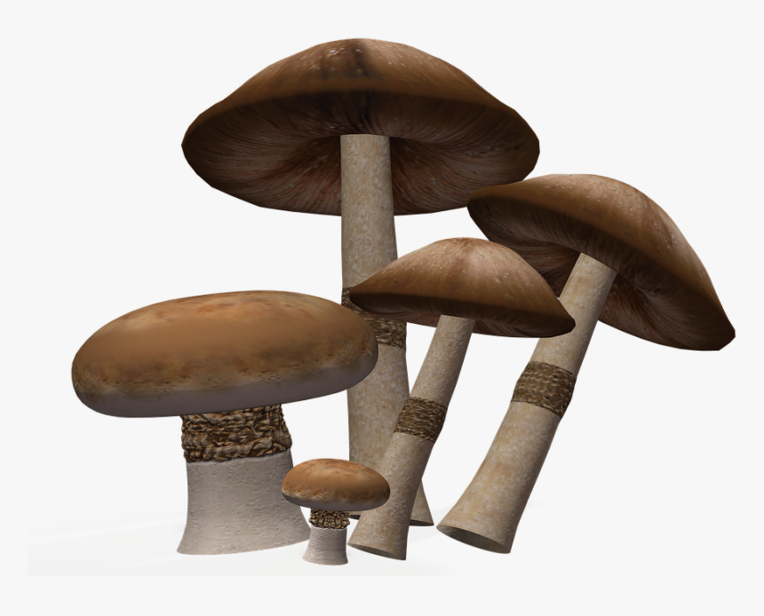 Mushroom, Nature, Toxic, Autumn, Ball, Forest - Mushroom, HD Png Download
