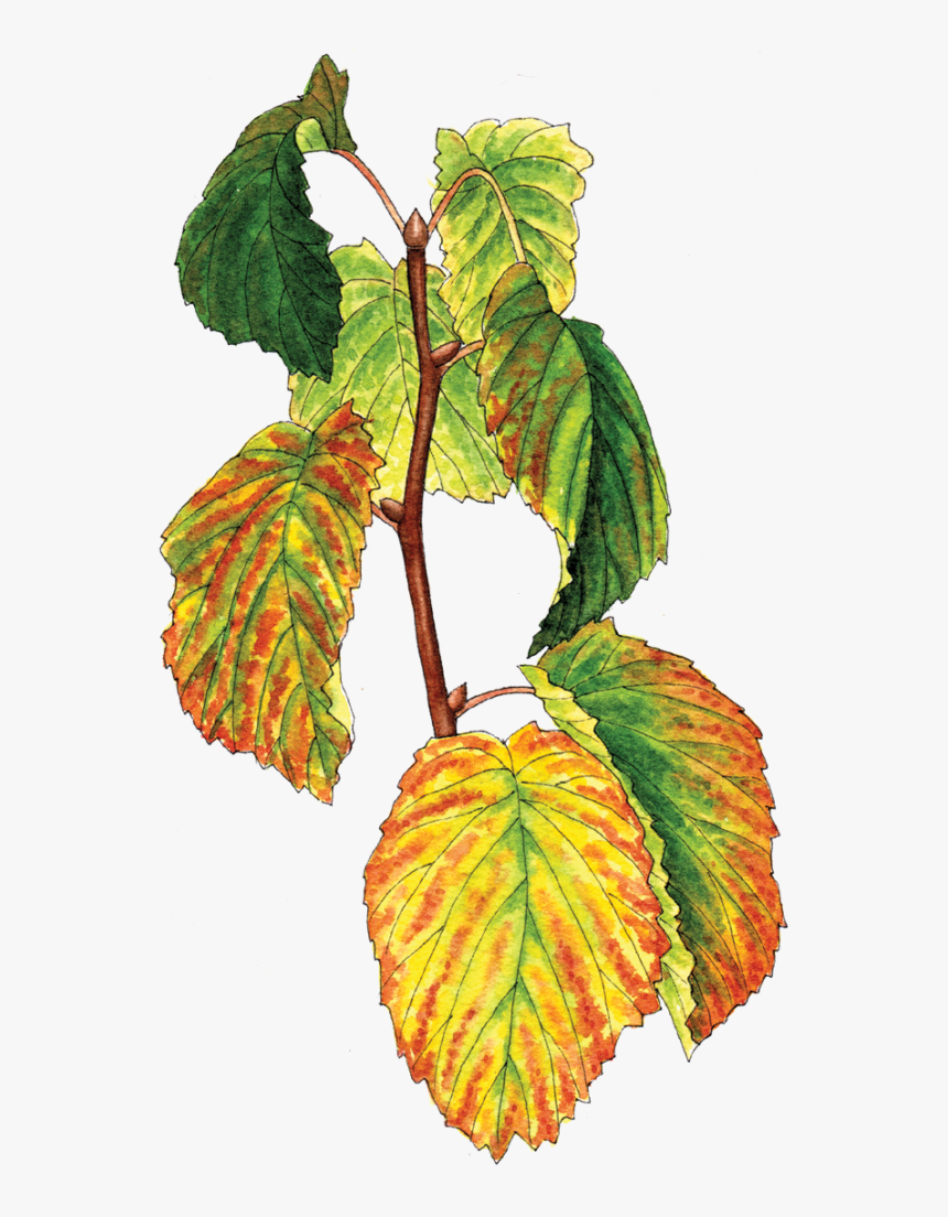 Illustration By Helen Krayenhoff - Slippery Elm, HD Png Download