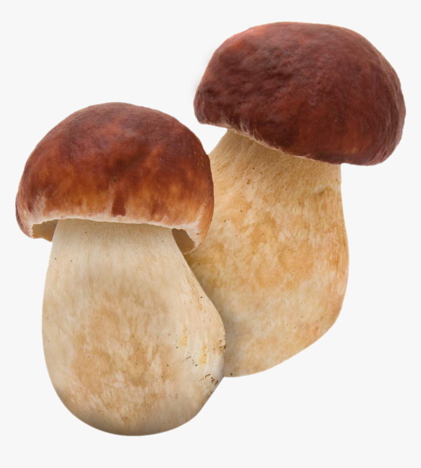 Related Image - Mushroom Boletus Png, Transparent Png