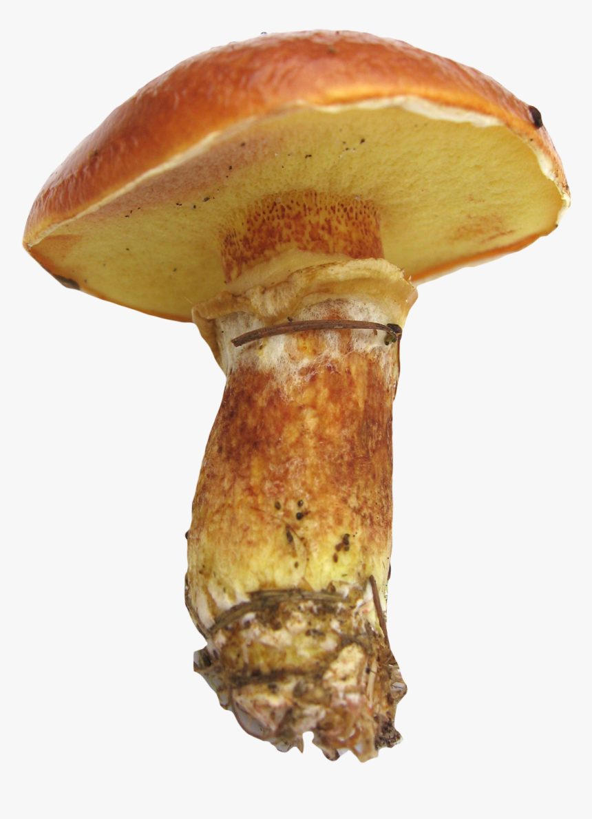 Mushroom Cut Out, HD Png Download