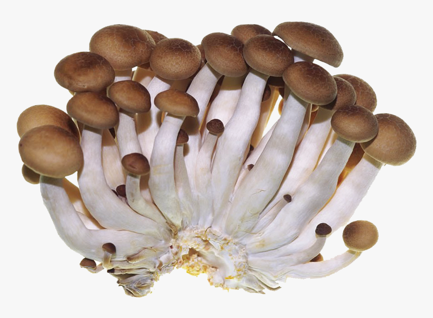 Clip Art Edible Shiitake Vegetables And - 菇, HD Png Download