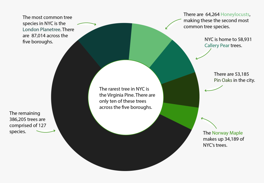 Nyc Tree Species - Circle, HD Png Download