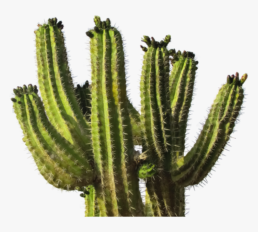 Cactus Png Image - Cactus Png, Transparent Png