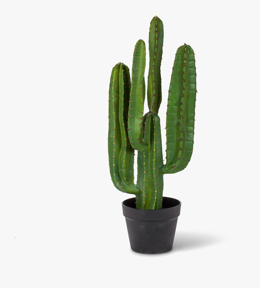 Saguaro Cactus Png Pic - Saguaro Cactus Png, Transparent Png