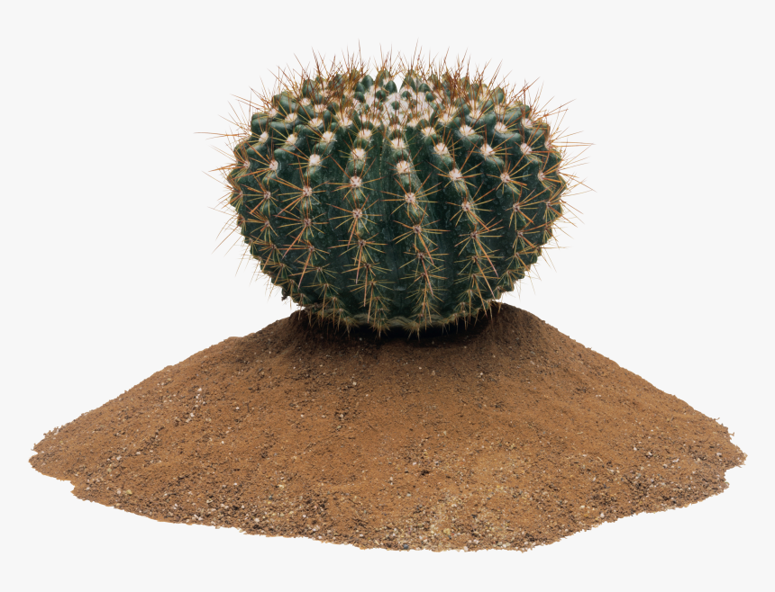 Cactus Png Image - Cactus Png, Transparent Png