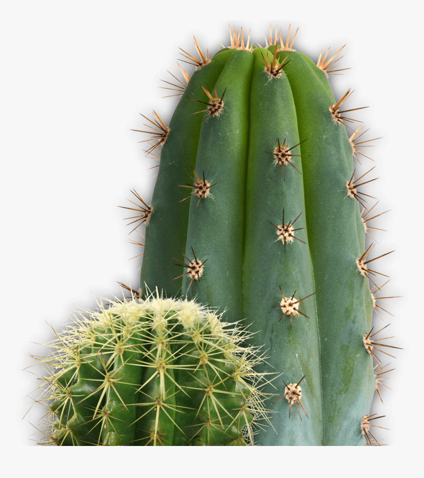 Small And Large Cactus - Being Negative Only Makes A Journey More Difficult, HD Png Download