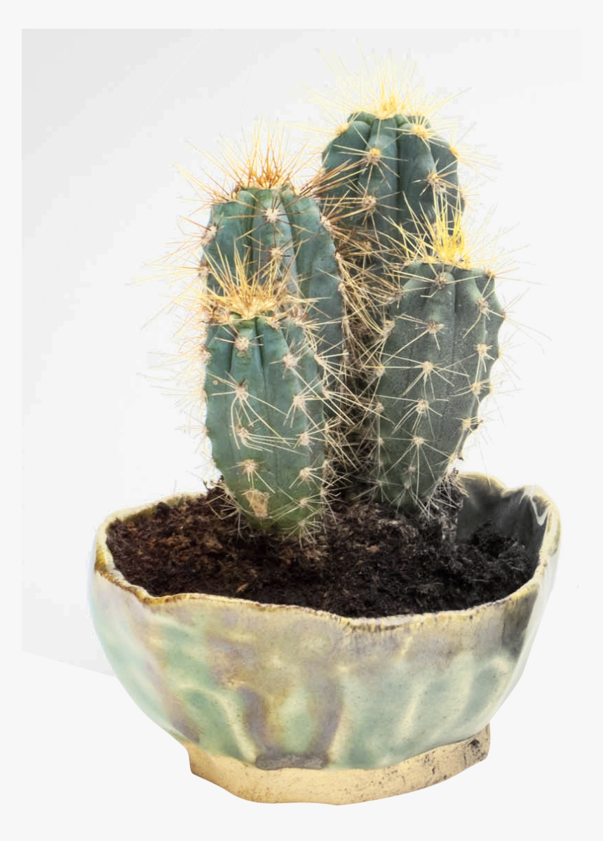 Cactus Png Transparent Image - Cactus In Png, Png Download