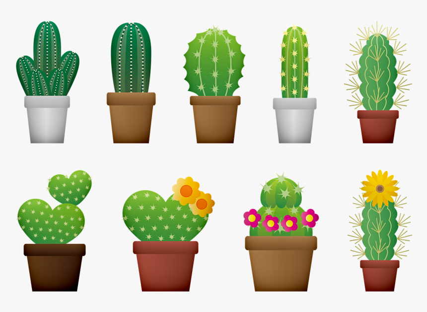 Cactus, Cacti, Cactus Flower, Nature, Bloom, Garden - Cactus Designs, HD Png Download