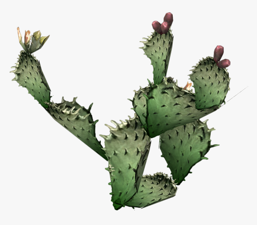 Cactus Png Prickly - Prickly Pear Cactus Transparent Background, Png Download