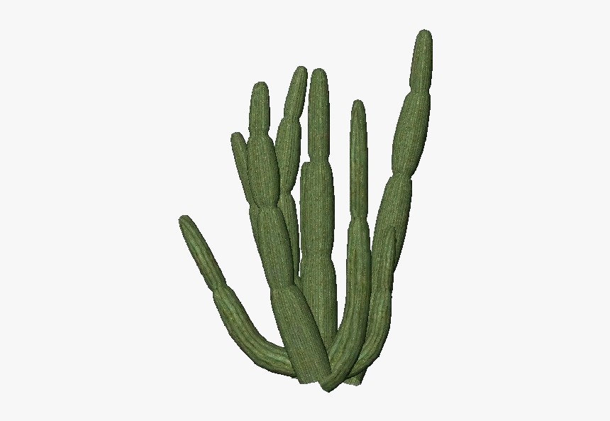 Organ Pipe Cactus - Organ Pipe Cactus Transparent, HD Png Download