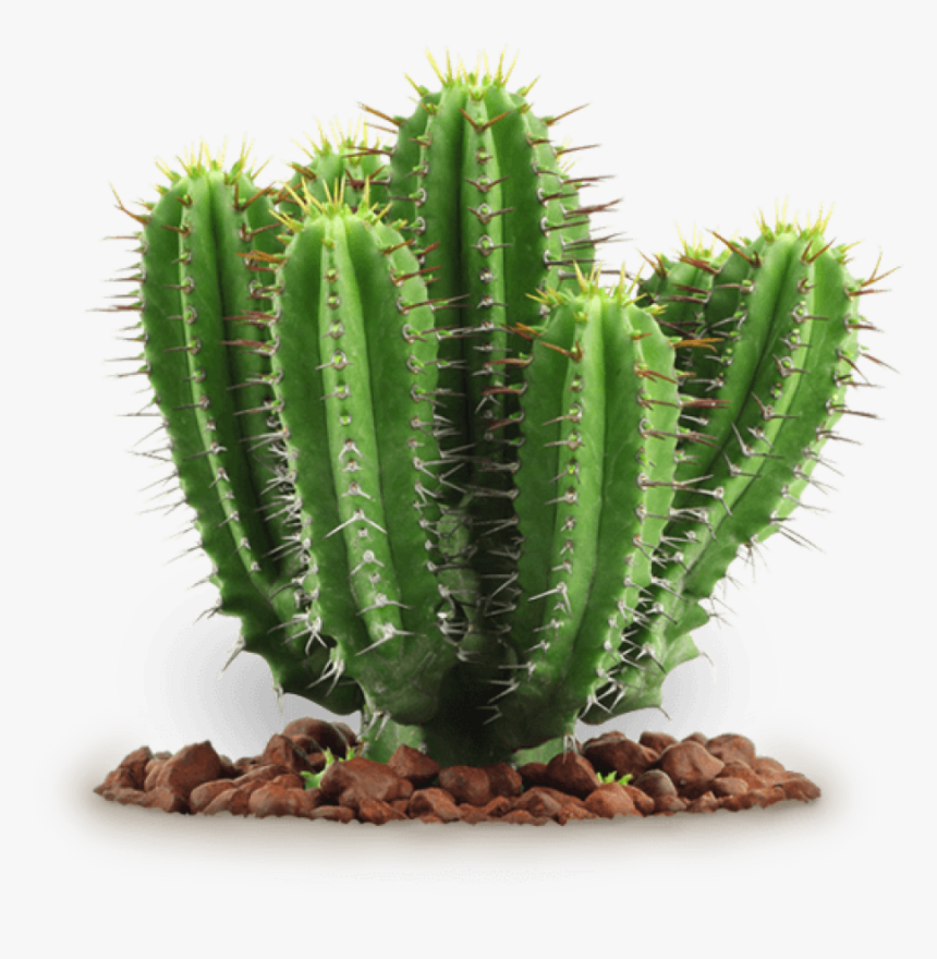 Free Images Toppng Transparent - Cactus Png, Png Download