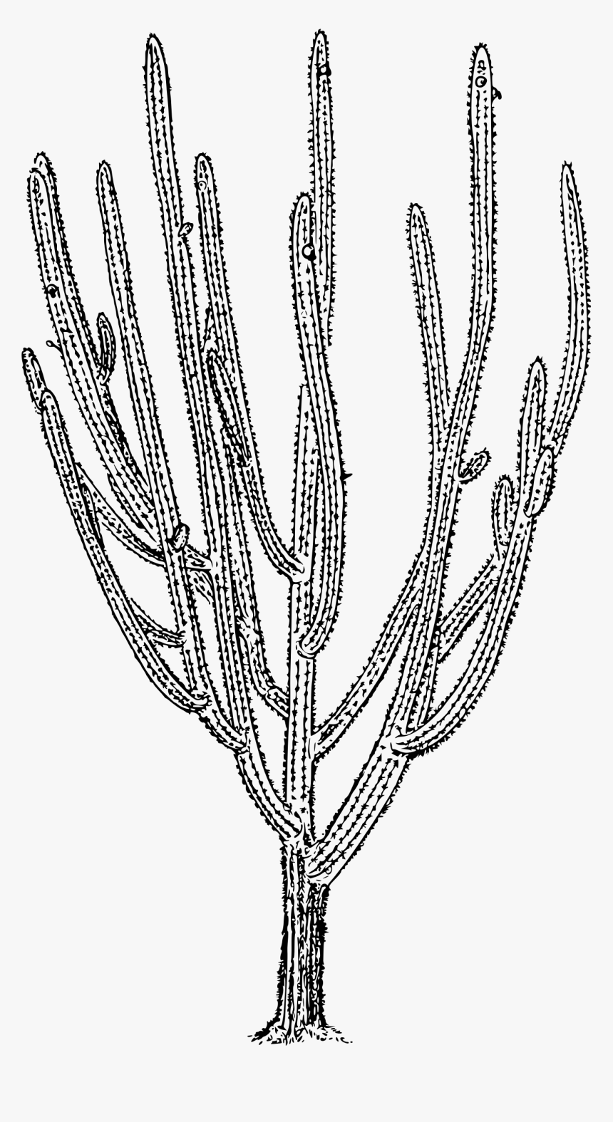 Tree Cactus Clip Arts - Cactus, HD Png Download